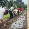 Wujudkan Ketahanan Pangan, Rutan Sidikalang Manfaatkan Lahan SAE untuk Budidaya Bawang Merah
