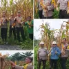 Polsek Tualang Dampingi Panen Jagung di PT Perawang Agro Sejahtera, Dukung Ketahanan Pangan Nasional