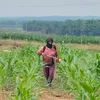Jaga Kualitas Jagung Pipil, Aipda Azwan Har Dampingi Petani Semprot Pupuk di Lahan PT SIR Dukung Ketahanan Pangan