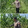 Kapolsek Tualang Cek Jagung Pipil di PT SIR, Pastikan Pertumbuhan Maksimal Dukung Ketahanan Pangan