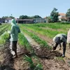 Polresta Sidoarjo Bersama Polsek Prambon Optimalkan Lahan Jagung Dukung Ketahanan Pangan