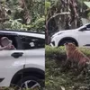Viral! Aksi Nekat Pengunjung Taman Safari Indonesia Buka Kaca Mobil di Area Harimau