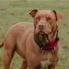 Ngeri! Viral Anak 9 Tahun Diserang Anjing Pitbull di Bandung