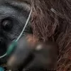 Sempat Dievakuasi dari Karhutla, Orang Utan Khas Kalimantan Sempurna Kini Telah Tiada