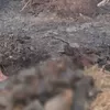 Tragedi Karhutla Kalsel: Puluhan Hektare Hangus, Belasan Bekantan dan Ular Langka Mati Mengerikan