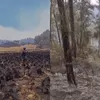 Karhutla di Jawa Timur Belum Usai: 1.000 Hektare Gunung Buthak dan Kawinajang Membara