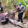 Polresta Sidoarjo Bongkar Arena Sabung Ayam di Dua Lokasi
