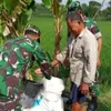 Babinsa Jenar Dampingi Petani, Arahkan Pemupukan Padi agar Lebih Optimal