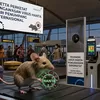 Tikus Bawa Virus: Soetta Perketat Pengawasan Virus Hanta dari Penumpang Internasional