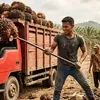 Skandal Ekspor CPO: Sawit RI Diduga “Disulap” Murah di Singapura, Negara Cuma Bisa Geleng-Geleng Faktur