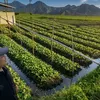 Antisipasi Gagal Panen Saat Kemarau, 1.837 Hektare Sawah di Garut Diasuransikan Petani Tak Lagi Hanya Bertaruh pada Awan