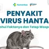 Kasus Virus Hanta di Indonesia Meningkat, Kemenkes Minta Masyarakat Waspada