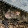 Mengenal Ancaman Virus Hanta yang Disebarkan Tikus di Lingkungan Rumah