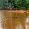Keruh di Teluk Buli: Desakan Audit Lingkungan PT Feni Haltim Menguat