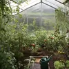Cara Membuat Kebun Tomat Gantung yang Hemat dan Produktif untuk Lahan Sempit