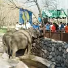Viral Anak Jatuh ke Kandang Gajah Ragunan, Pengelola Soroti Dugaan Konten Media Sosial