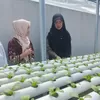 Warga Sampangan Semarang Dibekali Teknologi Hidroponik untuk Ciptakan Peluang Ekonomi Baru