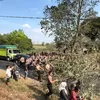 Brimob Evakuasi Pohon Tumbang, Akses Jalan Tanjung Ratu Kembali Lancar
