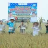 Panen Demfarm PM-AAS Lampung Tembus 11,2 Ton per Hektare