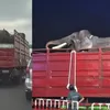 Gajah Deo dan Sinta Dipindahkan dari Jogja ke Kaltim, Kemenhut Ungkap Alasan dan Prosesnya
