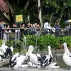 Libur HUT RI ke-81, Ragunan Tetap Buka: Hiburan Keluarga Sekaligus Penggerak Ekonomi