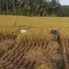 Kemarau Panjang, Ketersediaan Beras di Pangandaran Masih Surplus