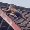 Viral Balita Asal Lombok yang Ditemukan di Atap Rumah Warga, Untungnya Ada Buruh Proyek Dapur MBG Sigap Bawa Tangga