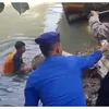  Sapi Qurban Ngamuk  Tercebur ke Sungai di Pemalang