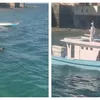 Sapi Kurban Tercebur ke Laut saat Diturunkan dari KM Sinar Mutiara di Waiwerang- Adonara