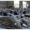 Ribuan Motor Listrik SPPG Rp1 Triliun Masih Menumpuk di Gudang, Terseret Kasus Korupsi BGN