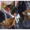 Viral Guru Tunjukkan Benda Diduga Peluru di Daging Menu MBG, SPPG Sindangsari Disuspend