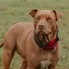 Kronologi Anjing Pitbull Serang Anak 9 Tahun di Bandung, Polisi Sebut Tali Ikatan Terlepas saat Dijemur Pemilik