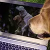 Hanya Pakai Incognito? Ini Cara Browsing Privasi & Aman Tingkat Lanjut