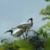 Spirit in Participating in the Asian Waterbird Census