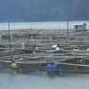 Pendeder Ikan di Bangli Berkurang, Kebutuhan Benih Ikan di Batur Sampai 25 Juta Ekor