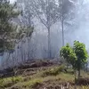 El Nino, KPH Bali Timur Antisipasi Kebakaran Hutan