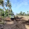 Mihh! Ribuan Pohon Kelapa Ditebang Dijadikan Lahan Tambak Udang