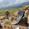 Panen Tabela KSP dan Luncurkan “Beas Pare Anyar”, HKTI Sumedang Perkuat Ketahanan Pangan