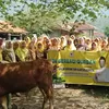 Galih Dimuntur Kartasasmita Bagikan 15 Ekor Sapi Kurban untuk Warga Sumedang, Majalengka, dan Subang