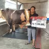 Dilirik KDM, Sapi Juara Nasional Asal Sumedang Punya Bobot 1,4 Ton, Terberat se-Indonesia