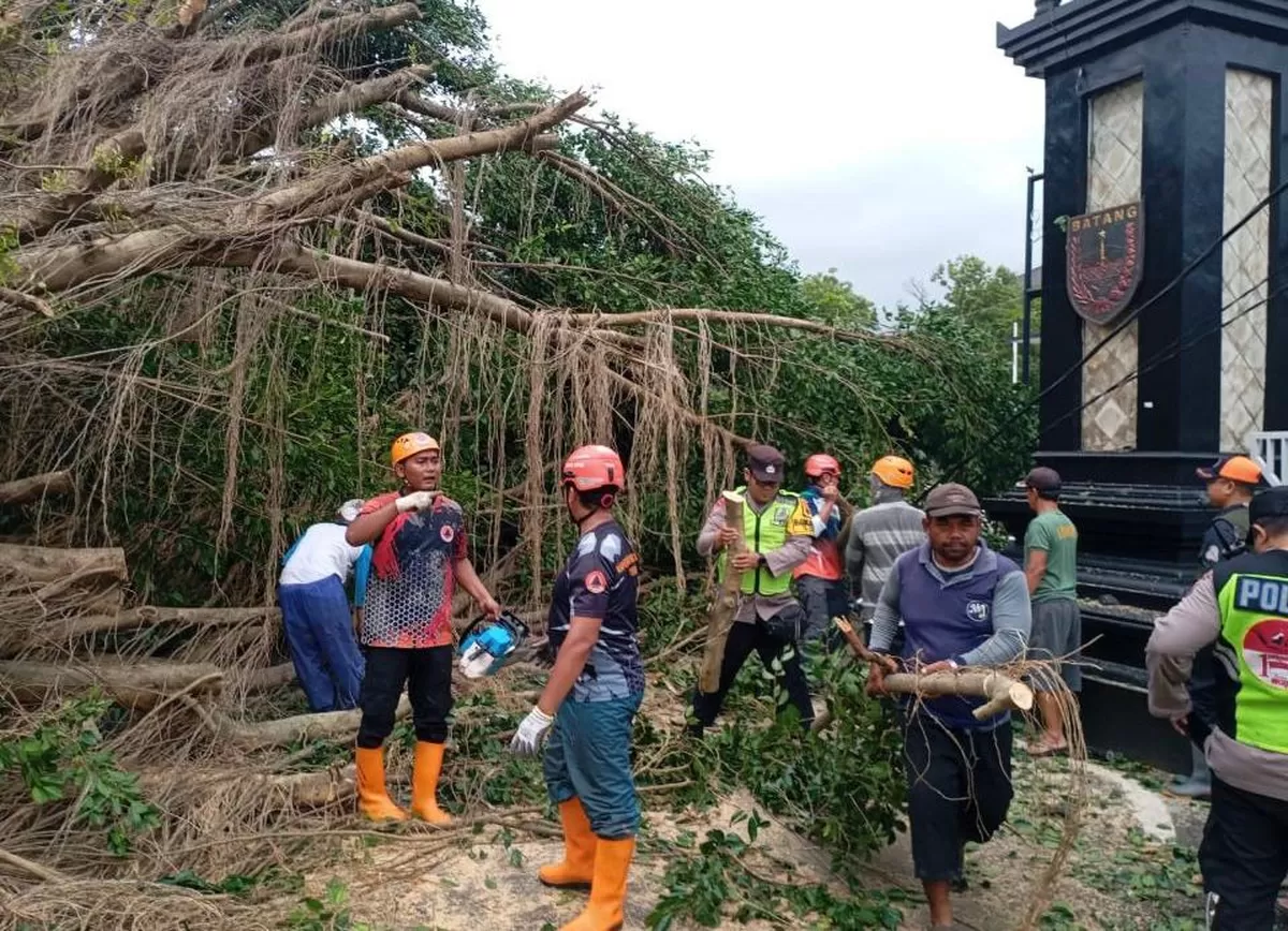Petugas gabungan dari BPBD, TNI/Polri, dan Damkar mengevakuasi pohon beringin besar yang tumbang di Jalan Veteran depan Pendopo Kabupaten Batang, Jumat (6/3/2026). Pohon tersebut menimpa sejumlah kendaraan.
