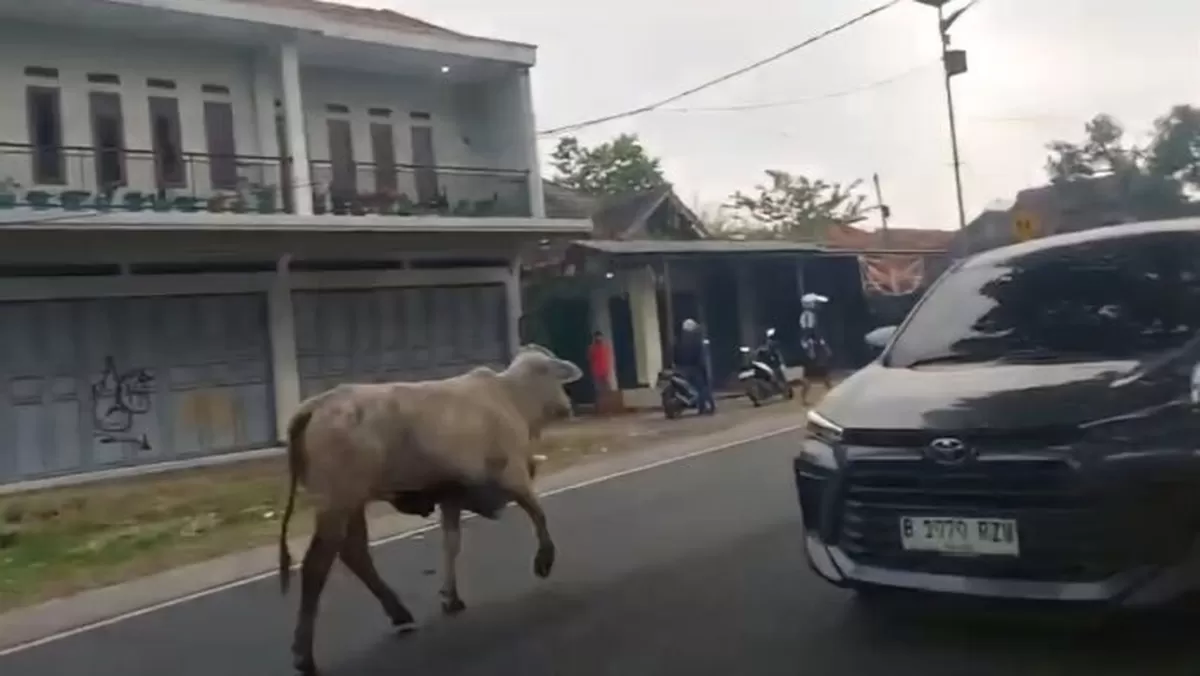 Tangkapan layar video viral sapi ngamuk di jalur mudik Garut. Foto: Istimewa