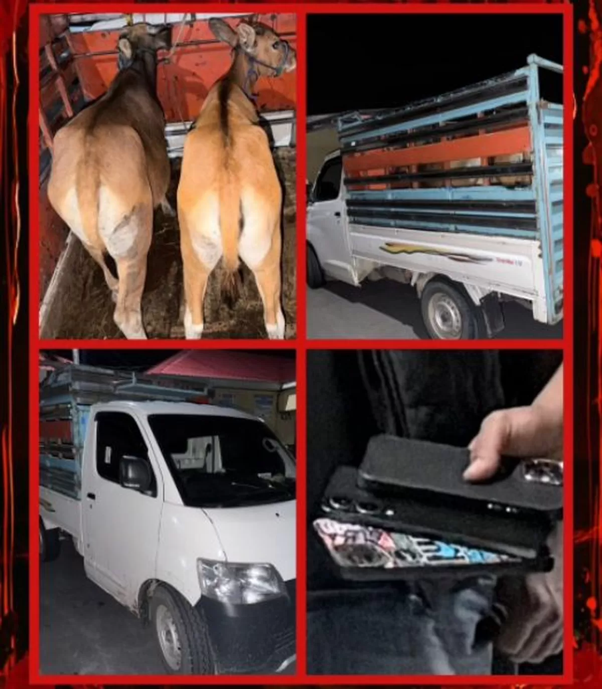 Lima terduga pelaku kasus pencurian ternak Bulukumba diamankan bersama barang bukti dua ekor sapi hidup di Mapolres Bulukumba.