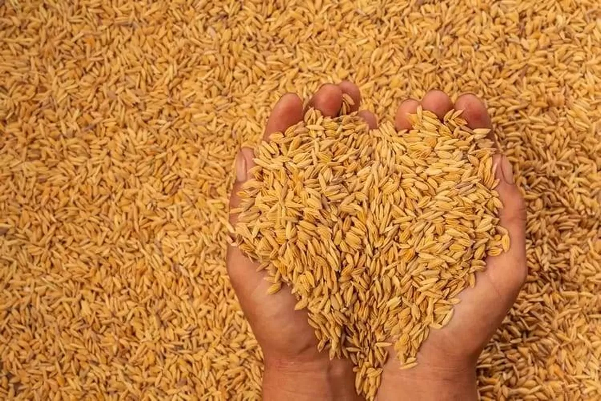 (Ilustrasi) Forum Penggiling Padi Lokal Bulukumba (FPPLB) memperingatkan potensi krisis beras akibat gabah petani banyak diserap pembeli dari luar daerah, yang berdampak pada penggilingan lokal dan stabilitas harga beras di pasar.