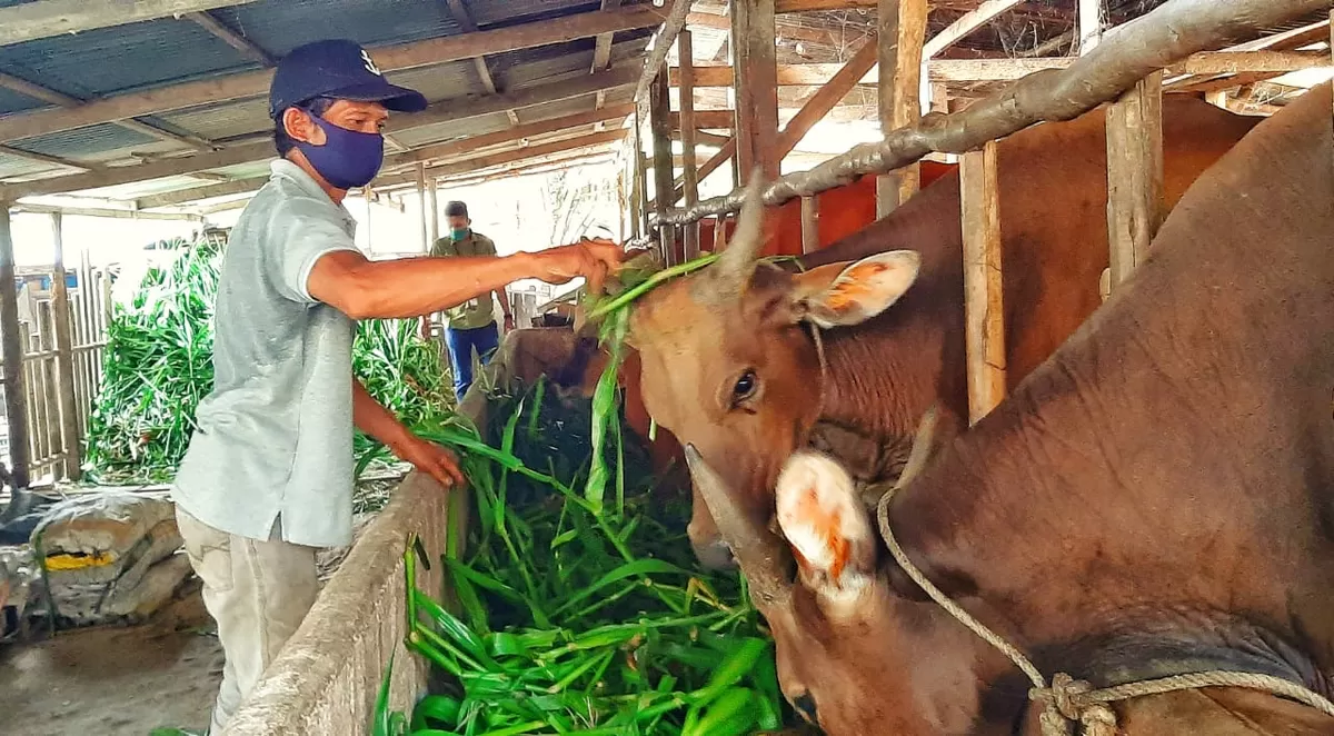Kasus pencurian sapi marak terjadi di Kabupaten Bulukumba menjelang Idul Adha 1447 Hijriah. Sejumlah peternak mengaku kehilangan ternak dan mengalami kerugian hingga puluhan juta rupiah.