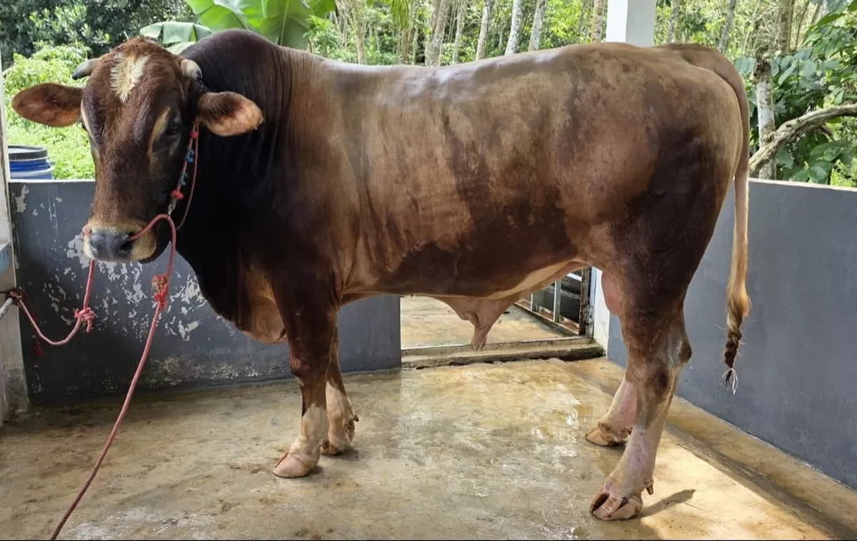Sapi kurban bantuan Presiden RI Prabowo Subianto untuk masyarakat Bulukumba memiliki bobot 914 kilogram dan berasal dari peternak lokal Desa Salassae, Kecamatan Bulukumpa.