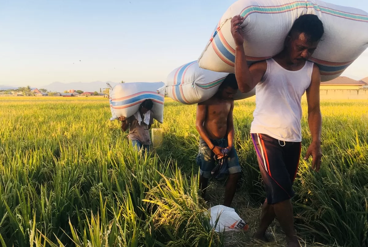 FPPLB Bulukumba, menyampaikan kekhawatiran terhadap kenaikan harga gabah yang berpotensi memicu lonjakan harga beras dan mengganggu pasokan beras lokal.
