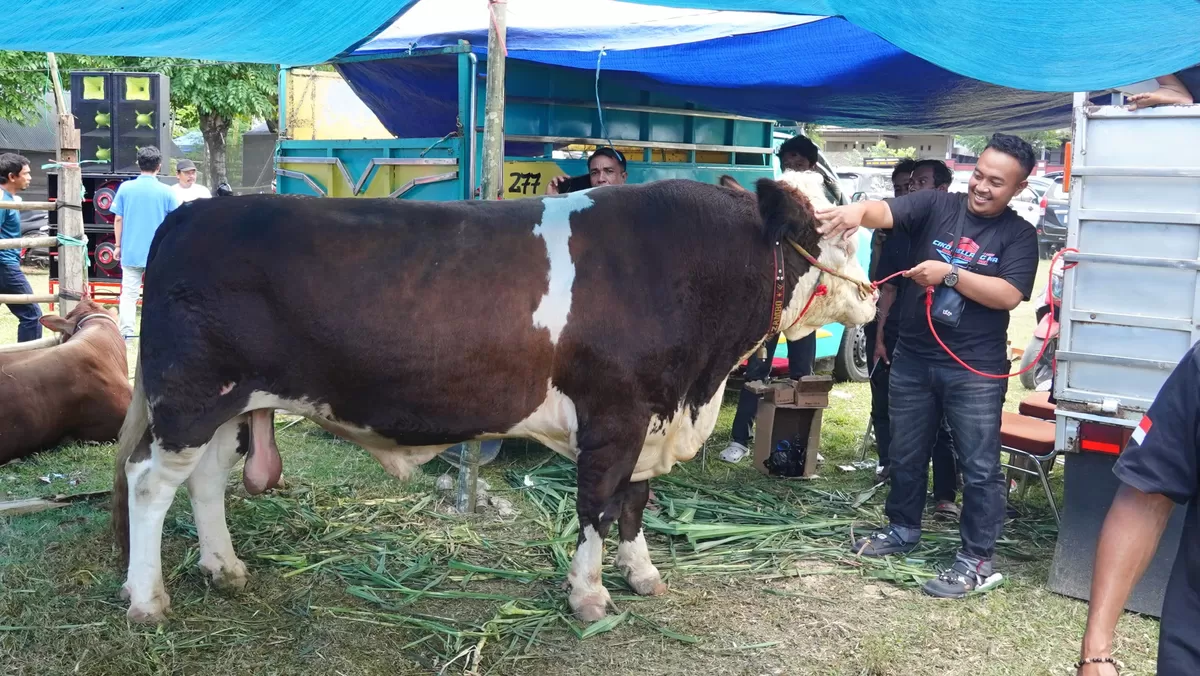 Kontes Ternak Sapi Hasil Inseminasi Buatan (IB) Tahun 2026 di RPH Taccorong, Bulukumba, diikuti 59 ekor sapi dari tujuh kecamatan, Minggu (9/8/2026).