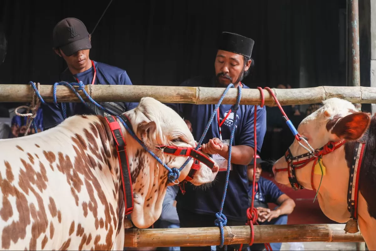 Dongkrak Produksi Susu, Ahmad Luthfi Inginkan Kontes Sapi Perah - Suara ...