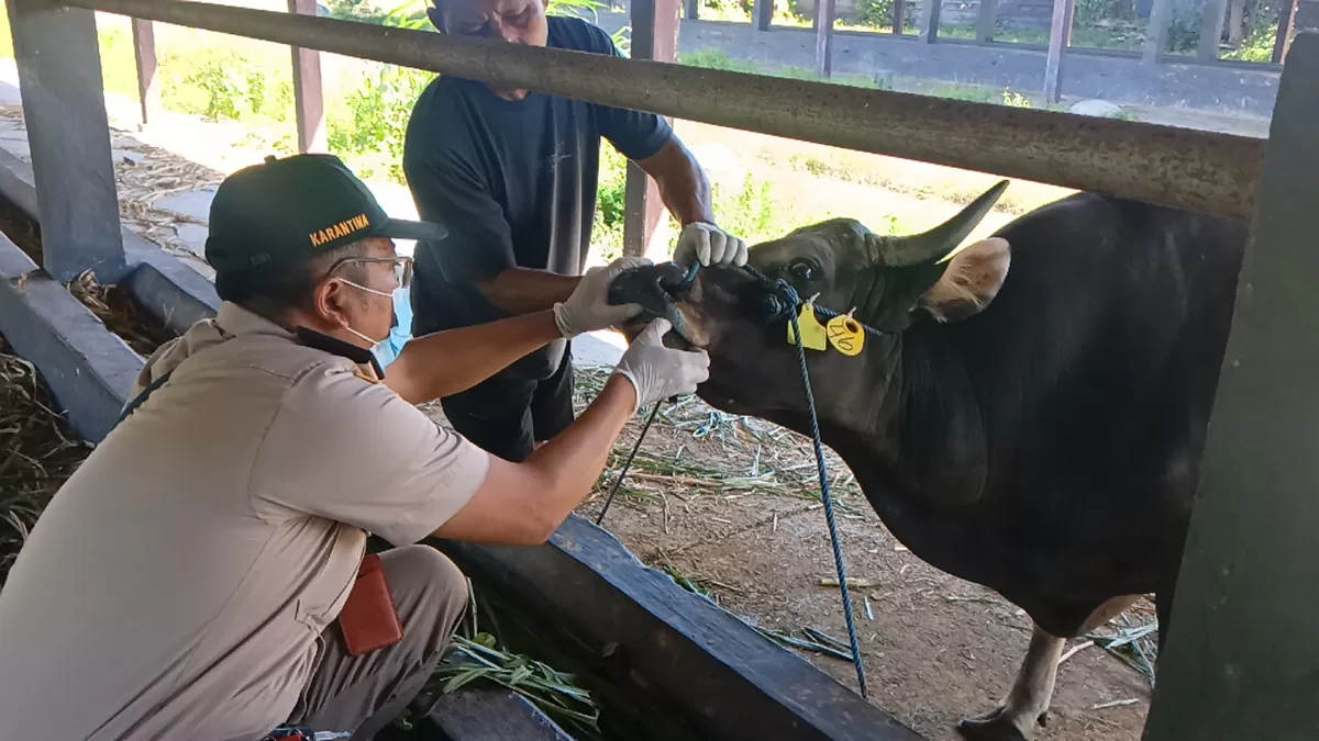 Sapi Jnp Menjelang Iduladha, Pengiriman Sapi Bali Melonjak - Denpost